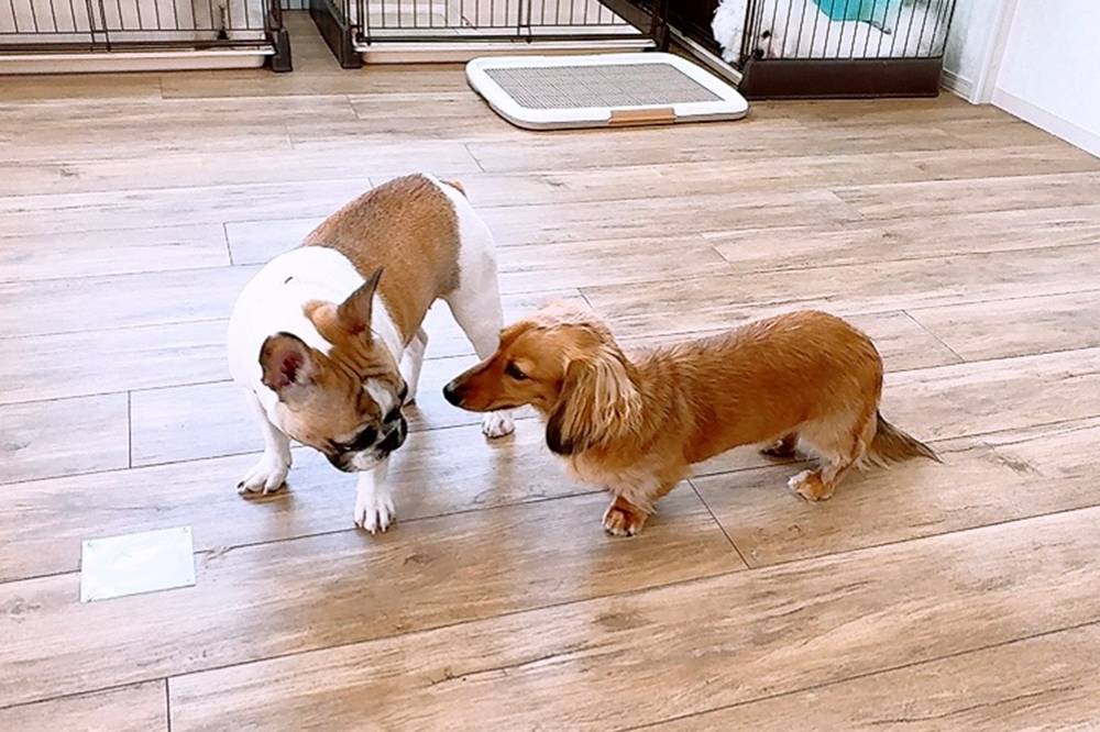 パピーから老犬まで年齢を問わず入園可能